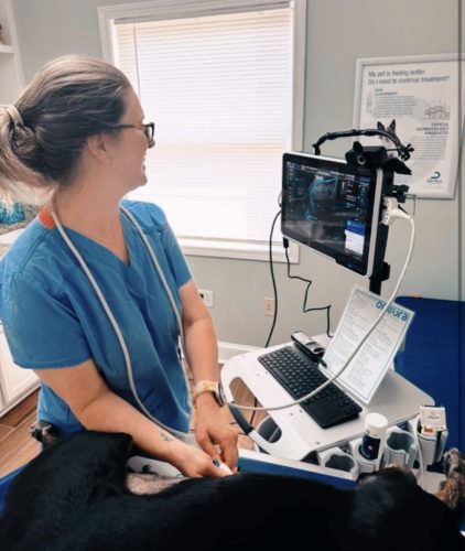 Diagnostic imaging allows our veterinarian to examine internal organs and tissues in real time